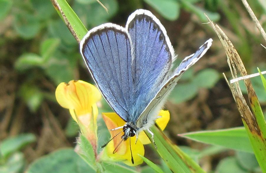 Plebejus argus?